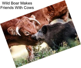 Wild Boar Makes Friends With Cows