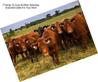 7 Things To Look At When Selecting Grassfed Cattle For Your Herd