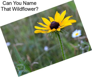 Can You Name That Wildflower?