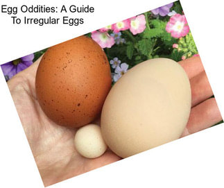 Egg Oddities: A Guide To Irregular Eggs