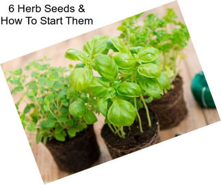6 Herb Seeds & How To Start Them