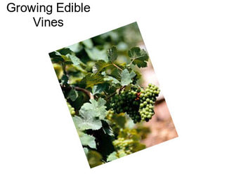 Growing Edible Vines