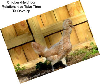 Chicken-Neighbor Relationships Take Time To Develop