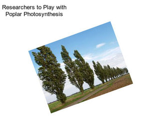 Researchers to Play with Poplar Photosynthesis
