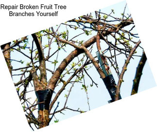 Repair Broken Fruit Tree Branches Yourself