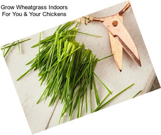 Grow Wheatgrass Indoors For You & Your Chickens