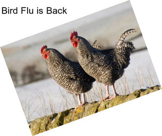 Bird Flu is Back