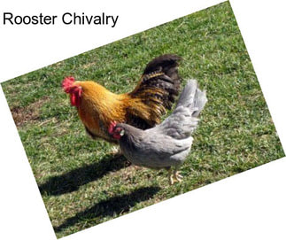 Rooster Chivalry