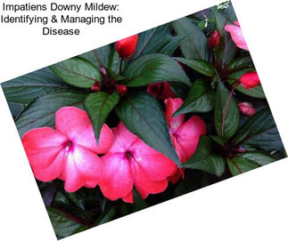 Impatiens Downy Mildew: Identifying & Managing the Disease