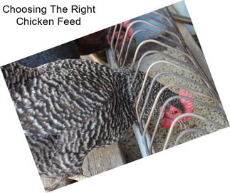 Choosing The Right Chicken Feed