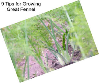 9 Tips for Growing Great Fennel