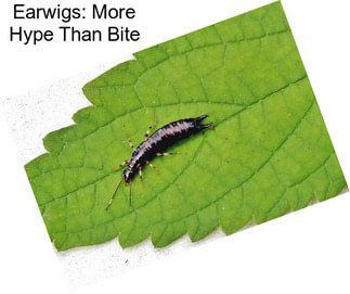 Earwigs: More Hype Than Bite