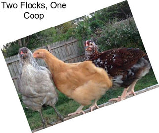Two Flocks, One Coop