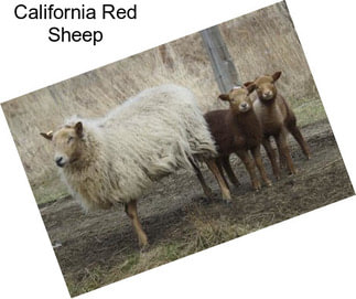 California Red Sheep