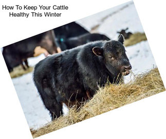 How To Keep Your Cattle Healthy This Winter