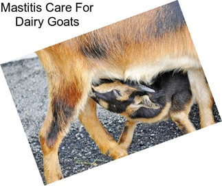Mastitis Care For Dairy Goats