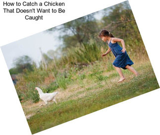 How to Catch a Chicken That Doesn\'t Want to Be Caught