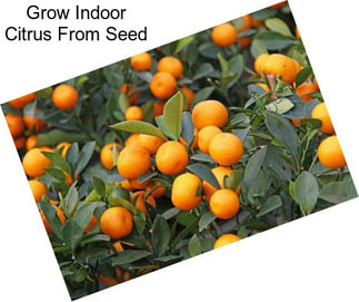Grow Indoor Citrus From Seed