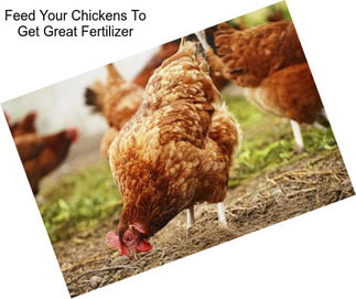 Feed Your Chickens To Get Great Fertilizer