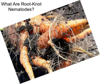 What Are Root-Knot Nematodes?