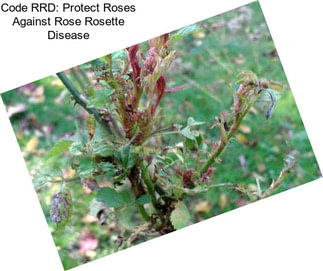 Code RRD: Protect Roses Against Rose Rosette Disease