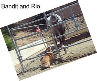 Bandit and Rio