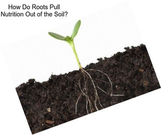 How Do Roots Pull Nutrition Out of the Soil?