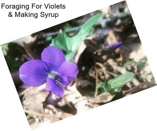 Foraging For Violets & Making Syrup