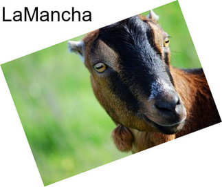 LaMancha