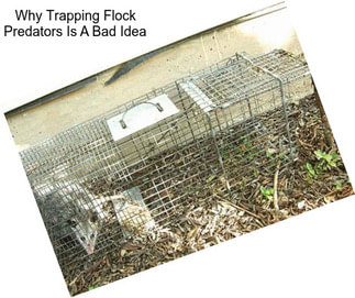 Why Trapping Flock Predators Is A Bad Idea