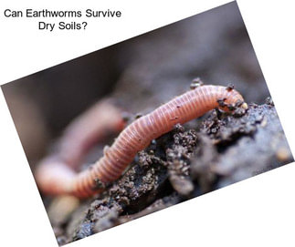 Can Earthworms Survive Dry Soils?