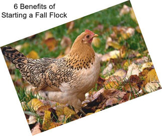 6 Benefits of Starting a Fall Flock