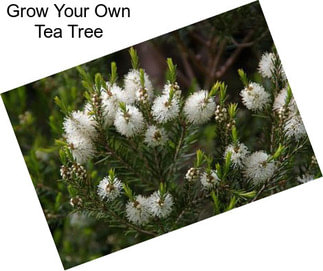 Grow Your Own Tea Tree