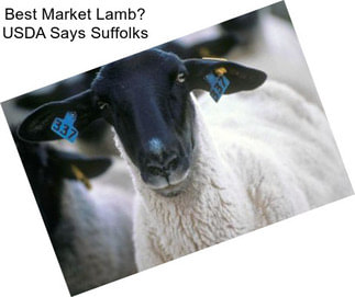 Best Market Lamb? USDA Says Suffolks