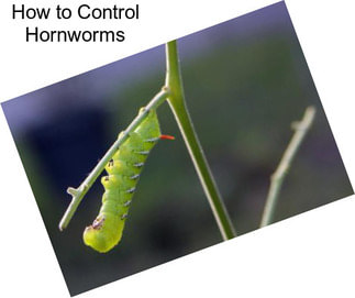 How to Control Hornworms