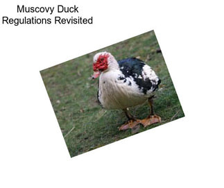 Muscovy Duck Regulations Revisited