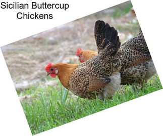 Sicilian Buttercup Chickens