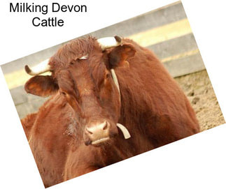 Milking Devon Cattle