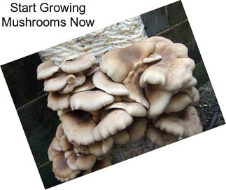 Start Growing Mushrooms Now