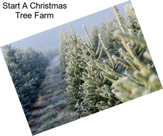 Start A Christmas Tree Farm