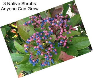 3 Native Shrubs Anyone Can Grow