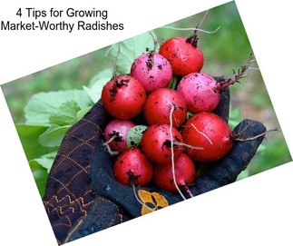 4 Tips for Growing Market-Worthy Radishes