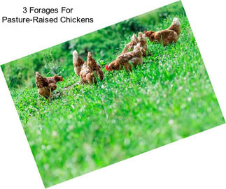 3 Forages For Pasture-Raised Chickens