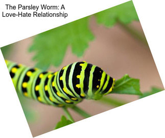 The Parsley Worm: A Love-Hate Relationship