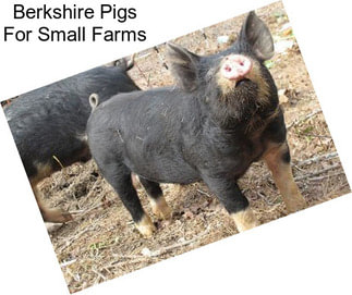 Berkshire Pigs For Small Farms