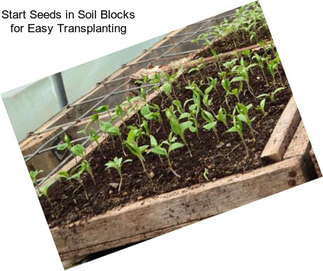 Start Seeds in Soil Blocks for Easy Transplanting