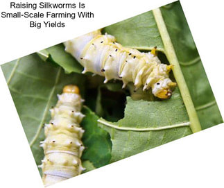 Raising Silkworms Is Small-Scale Farming With Big Yields