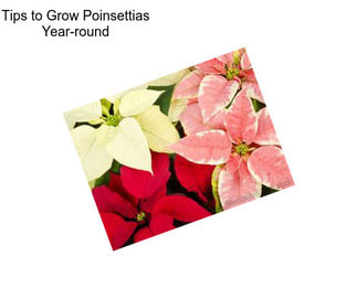 Tips to Grow Poinsettias Year-round