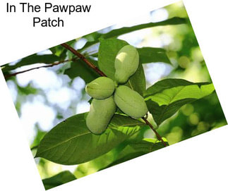 In The Pawpaw Patch