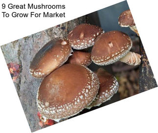 9 Great Mushrooms To Grow For Market